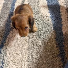 Forrest - Cream male Dachshund puppy in Elko, Nevada from Willow Creek Acres Dachshunds & Collies