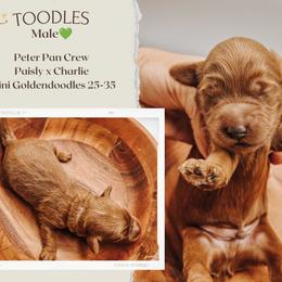 Toodles - Red  male Goldendoodle puppy in Hilton, New York from The House of Goldendoodle