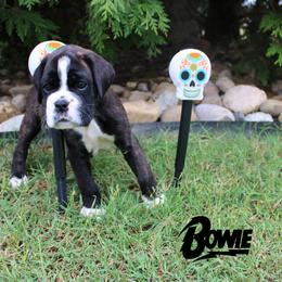 Boxer Puppies from Music City Boxers