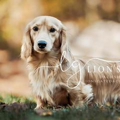 Tristan - Dachshund