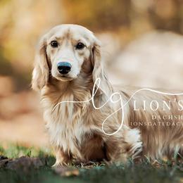 Tristan - Dachshund