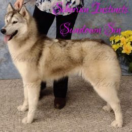 Sun - Siberian Husky