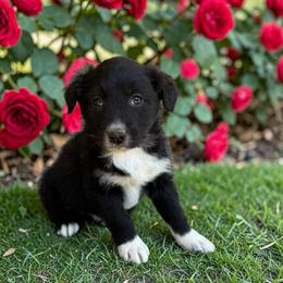 Lyric Morgan - Black tri-color female Australian Shepherd puppy in Statesville, North Carolina from Charming Australian Shepherds