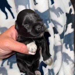 Lulu's black beauty - Black female Miniature Schnauzer puppy in Forest, Virginia from Prestige Kennel LLC