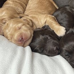 Australian Labradoodle Puppies from Gateway Australian Labradoodles