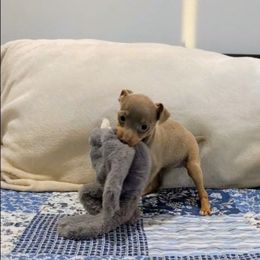 Blair - Fawn white and tan female Rat Terrier puppy in Jerusalem, Ohio from Twin Hickory Ranch