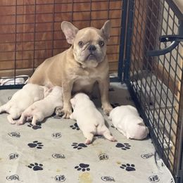 Bambi - French Bulldog