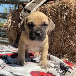 Pick male- protection and size - Brown male Boerboel puppy in Mansfield, Texas from Dynasty Blue Ridge Boerboel