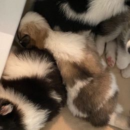 Pomskies from Pawesome Pomskies