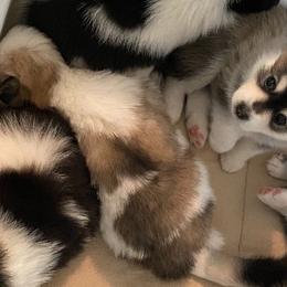 Pomskies from Pawesome Pomskies