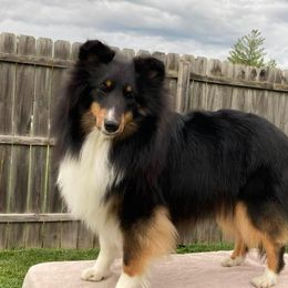Hope - Shetland Sheepdog