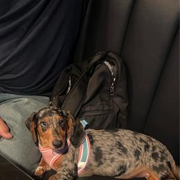 Tally - Dachshund