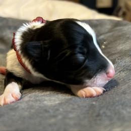 Broccoli - Black and white female Border Collie puppy in Franklin, Maine from Broad Meadow Borders