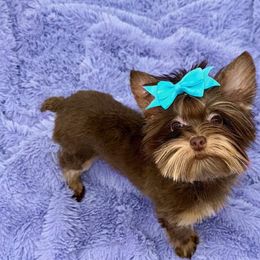 👑King Woody👑 - Yorkshire Terrier