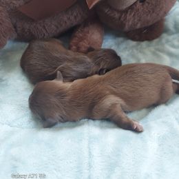 Shih Tzu Puppies from N.F.S.T Imperial ShihTzu Puppies.