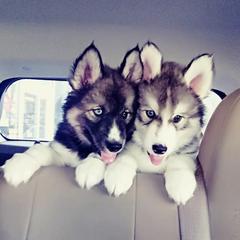 Siberian Husky Puppies from Throne of White Wings