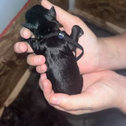 Black Collar - Black male Schnoodle puppy in Winchester, Tennessee from Mahaffey’s Doodles