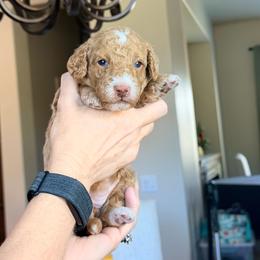 Harlow - Red  female Goldendoodle puppy in Anthem/Phoenix, Arizona from Ironwood Doodles