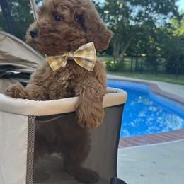 Elliot - Red  male Goldendoodle puppy in Mint Hill, North Carolina from DoodleForever