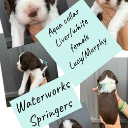 Aqua collar - Liver and white female English Springer Spaniel puppy in Jamestown, Kentucky from Waterworks Springers