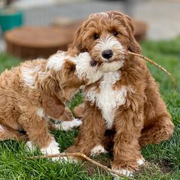 Australian Labradoodle Puppies from Cascade Canyon Labradoodles