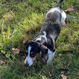 Lily - Dachshund