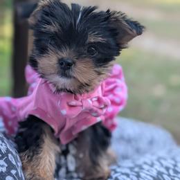 Lea - Black and tan female Yorkshire Terrier puppy in Columbia, South Carolina from Forever Yourkies 🐾
