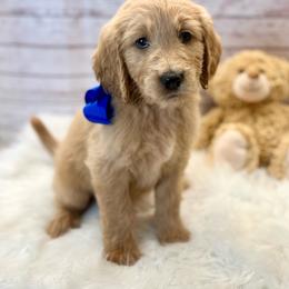 Mandevilla - Cream male Goldendoodle puppy in The Woodlands, Texas from Gracie's Goldendoodles and Bernedoodles