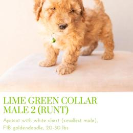 Aussiedoodle and Goldendoodle Puppies from Ever After Doodles Arizona