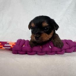 Mora - Black and gold female Yorkshire Terrier puppy in Tamarac, Florida from Yorkiefamily7