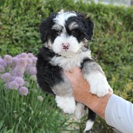 Maverick - Tri-color male Bernedoodle puppy in Eagle Mountain, Utah from Fur Real Puppies.