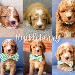Huckleberry - Red  male Goldendoodle puppy in Calvin, Oklahoma from BellaDoodles