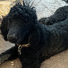 Goldendoodles and Poodles from Golden-Doods and Company