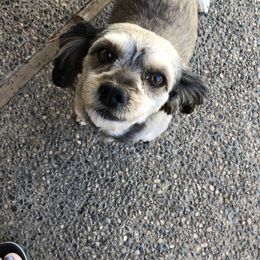Mo - Shihpoo