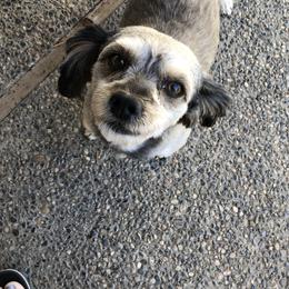 Mo - Shihpoo
