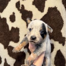 Tifton - Blue mottled male Australian Cattle Dog puppy in Rosharon, Texas from 4Surge Cattle Dogs