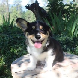 Anastasia (2150) - White and black female Pembroke Welsh Corgi puppy in Valley, Washington from Corgis of the Mountain Valley