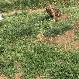 French Bulldog Puppies from The Chipper Frenchie