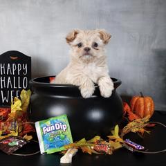 Kit - Cream female Mi-Ki puppy in Wales, Wisconsin from Phantastic Mi-kis