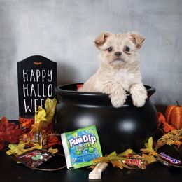 Kit - Cream female Mi-Ki puppy in Wales, Wisconsin from Phantastic Mi-kis