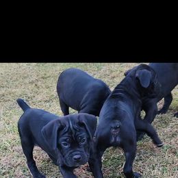 Cane Corso Puppies from Hardradas Dynasty Cane Corso