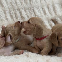 Dachshunds from Sweet Cream Dachshunds