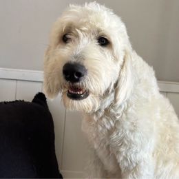 Fluffy - Goldendoodle