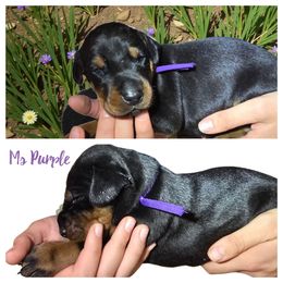Girl 2 - Black and rust female Doberman Pinscher puppy in Vernonia, Oregon from Living Hope Dobies and Doxies