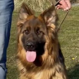 Insta - German Shepherd