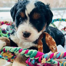 S'more - Tri-color male Bernedoodle puppy in Sherman, Illinois from Shirl Doodle Life