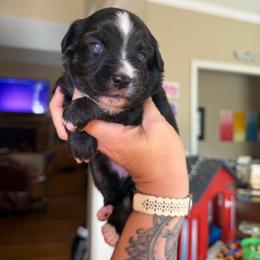 Uno - Black tri female Miniature Australian Shepherd puppy in Buchanan, Georgia from Stanleyville Farm Mini Aussies
