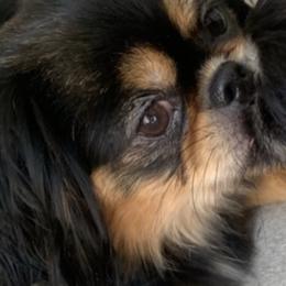 Chihuahuas and Pekingese from Wu-Taos Pekingese Dynasty/Your Pekingese Plug