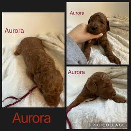 Aurora - Red  female Poodle puppy in Mount Vernon, Illinois from AMC Poodles