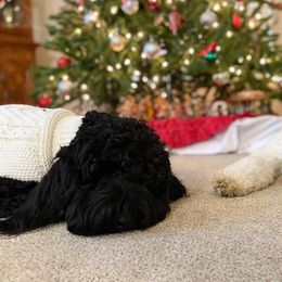 Goldendoodles from L & A Doodles